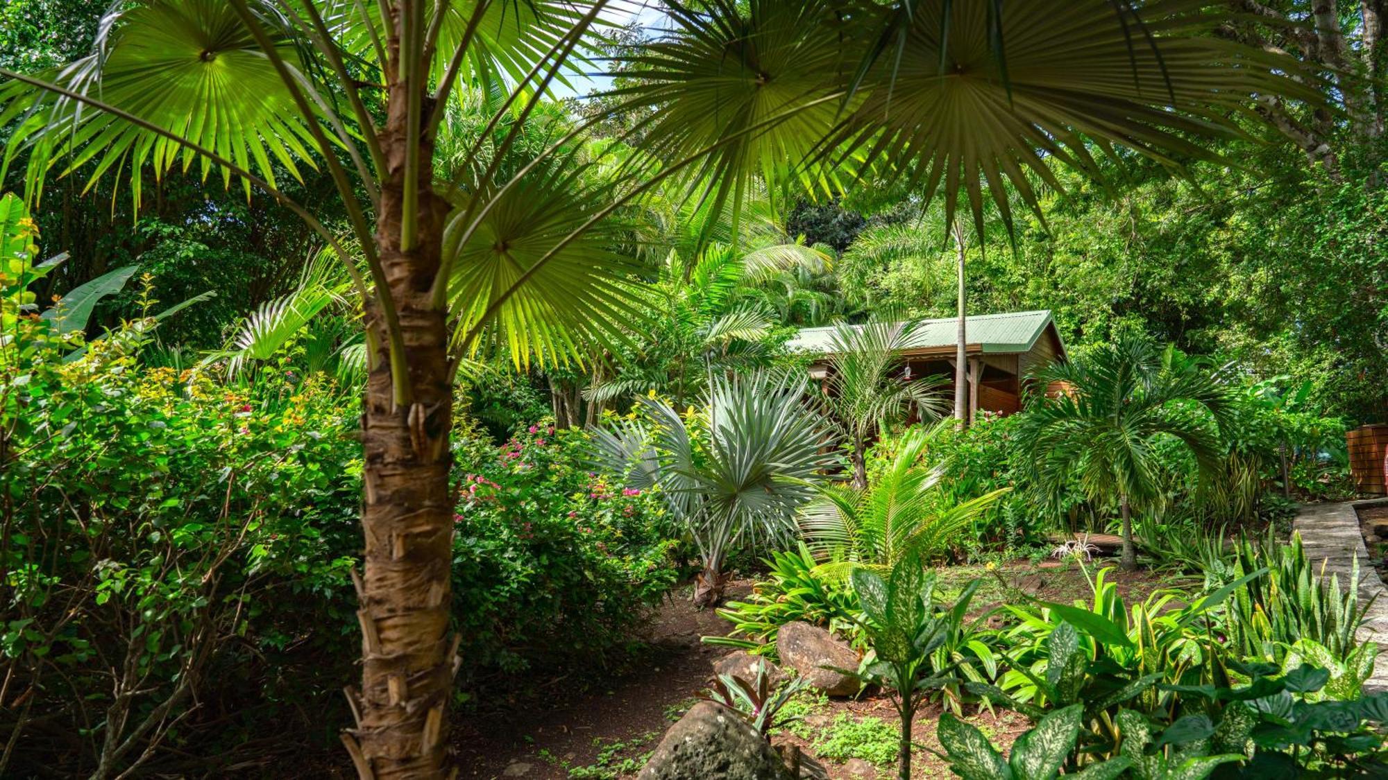 Au Jardin Des Colibris Ecolodge&Spa Deshaies Bagian luar foto